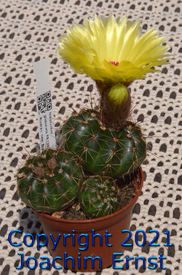 Notocactus ottonis globularis